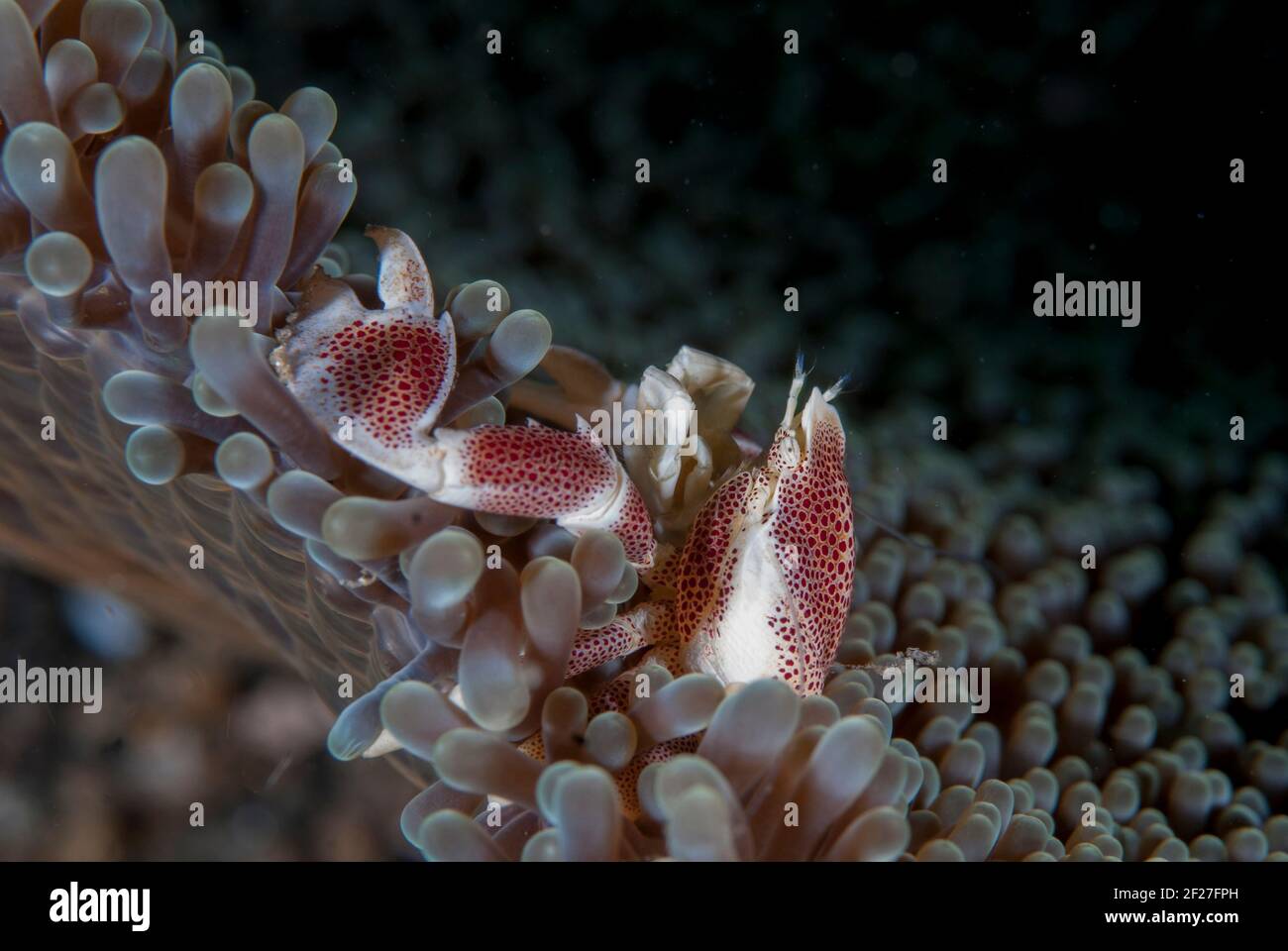 Porcelain Crab, Neopetrolisthes maculatus, on Giant Carpet Anemone, Stichodactyla gigantea, Lembeh Straits, Sulawesi, Indonesi Stock Photo