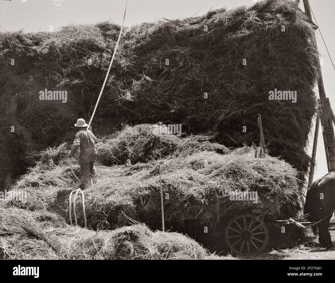 The threshing of oats. Clayton, Indiana, south of Indianapolis. July