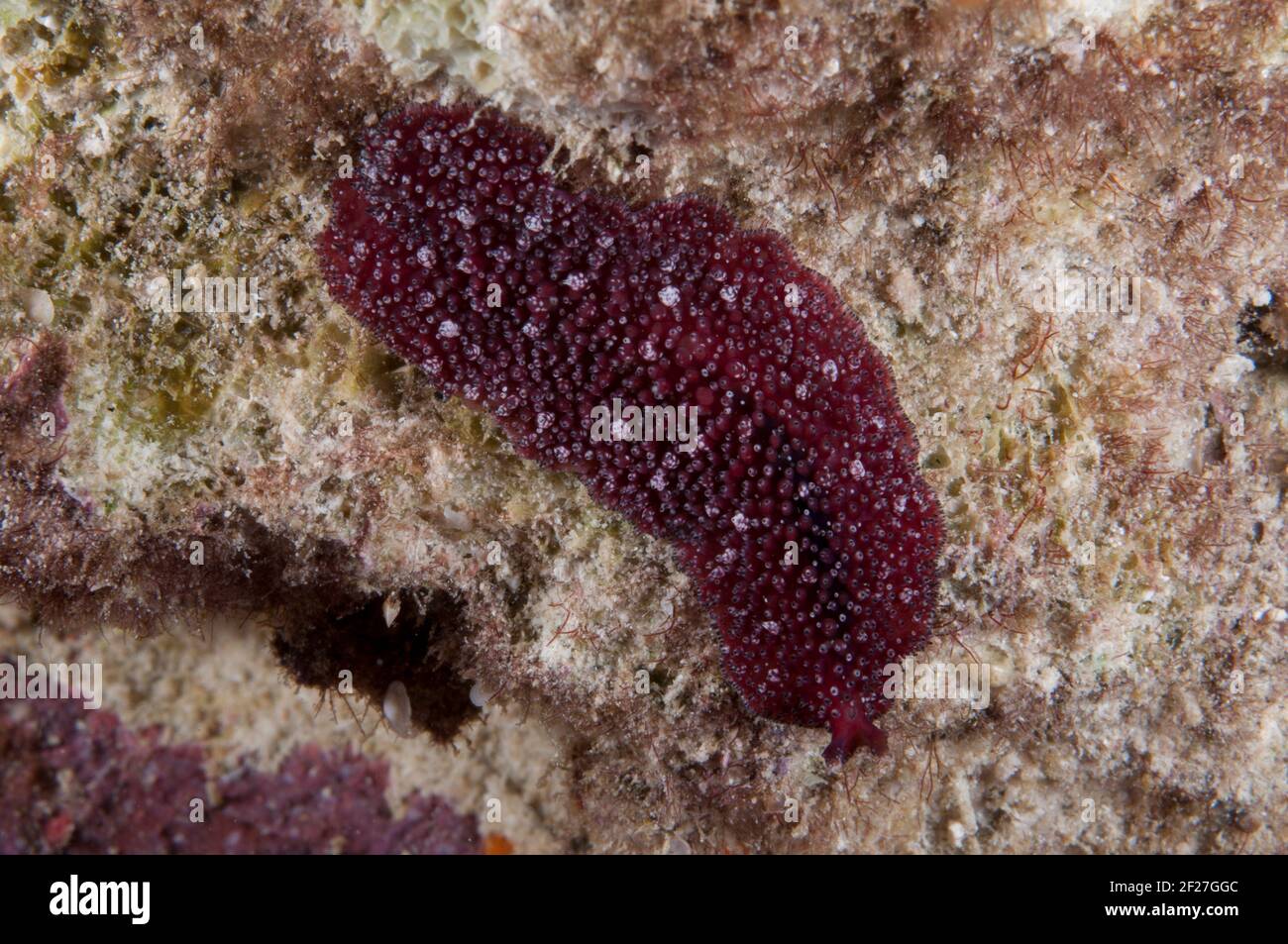 Flatworm, Pseudocerotidae Family, night dive, Arborek Jetty dive site, Dampier Strait, Raja Ampat, West Papua, Indonesia Stock Photo