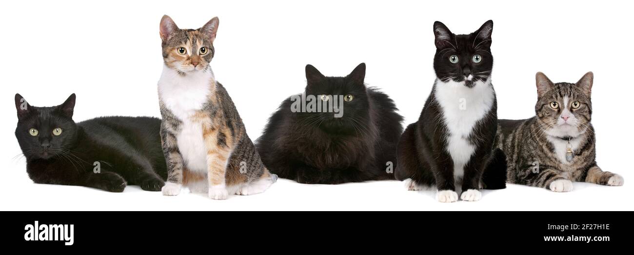 Group of cats Stock Photo Alamy