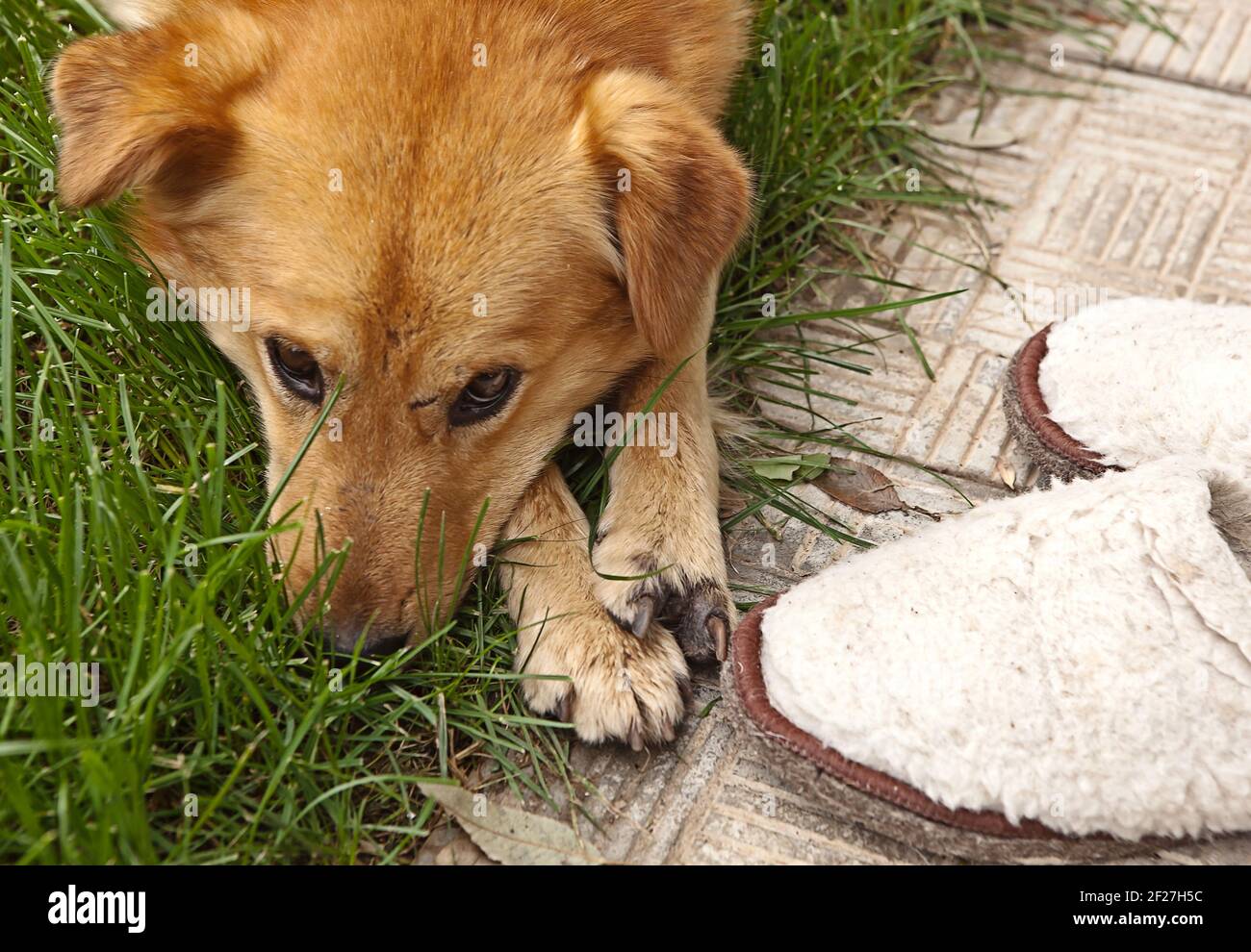 Dog sad about Slippers Stock Photo