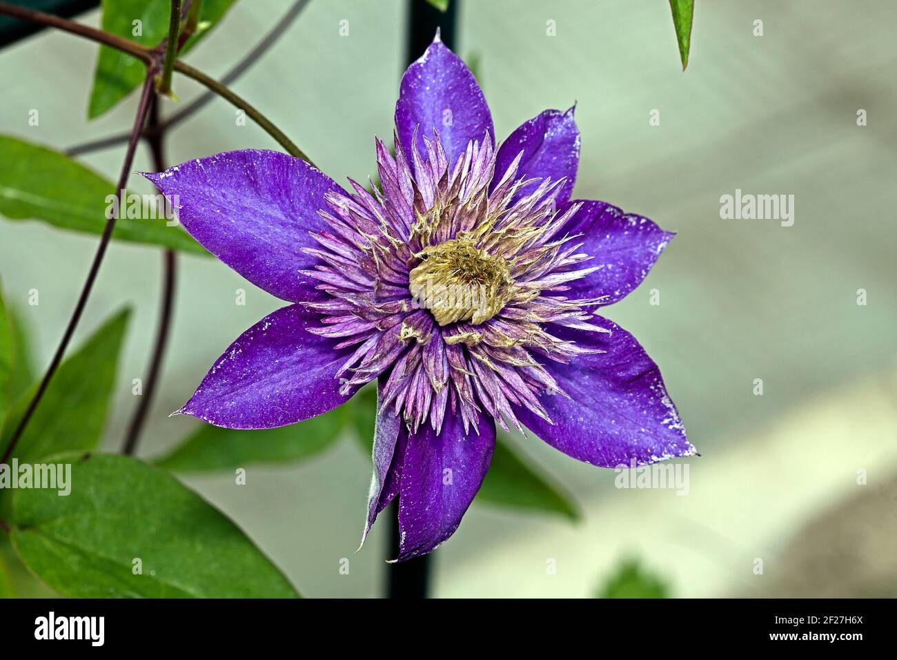 Blue flower Clematis Stock Photo