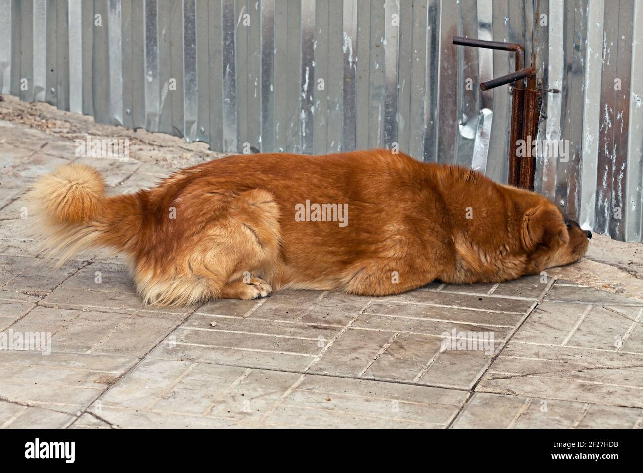 The dog looks up under a fence Stock Photo