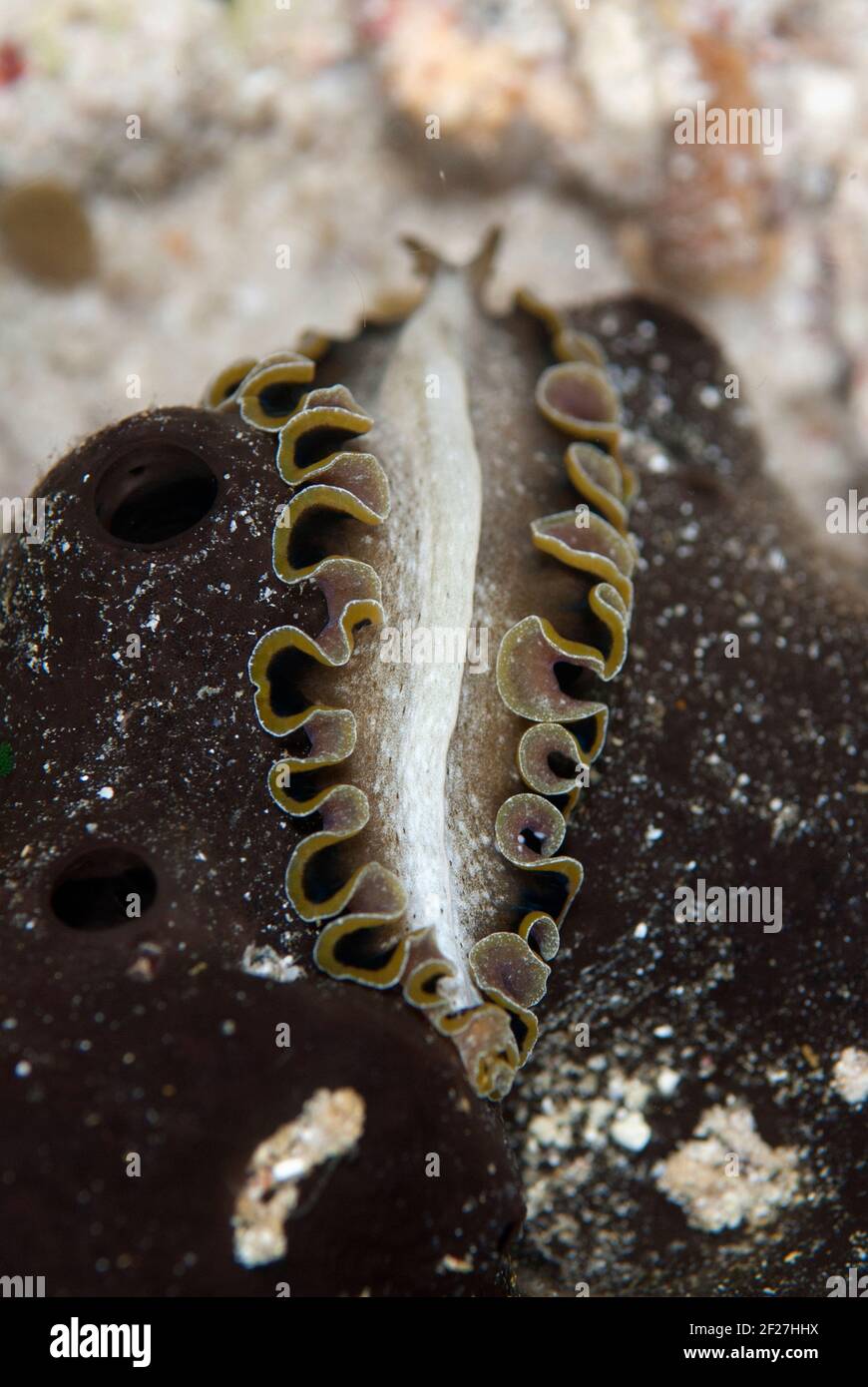 Flatworm, Pseudobiceros sp, night dive, Pantai Kalig dive site, near Wayilbatan Island, Raja Ampat, West Papua, Indonesia Stock Photo