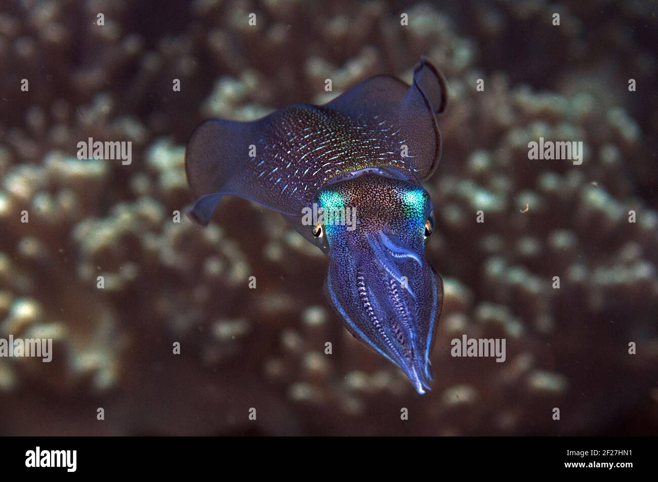 Bigfin Reef Squid, Sepioteuthis lessoniana, Plateau dive site, Balbulol Island, Raja Ampat, West Papua, Indonesia Stock Photo