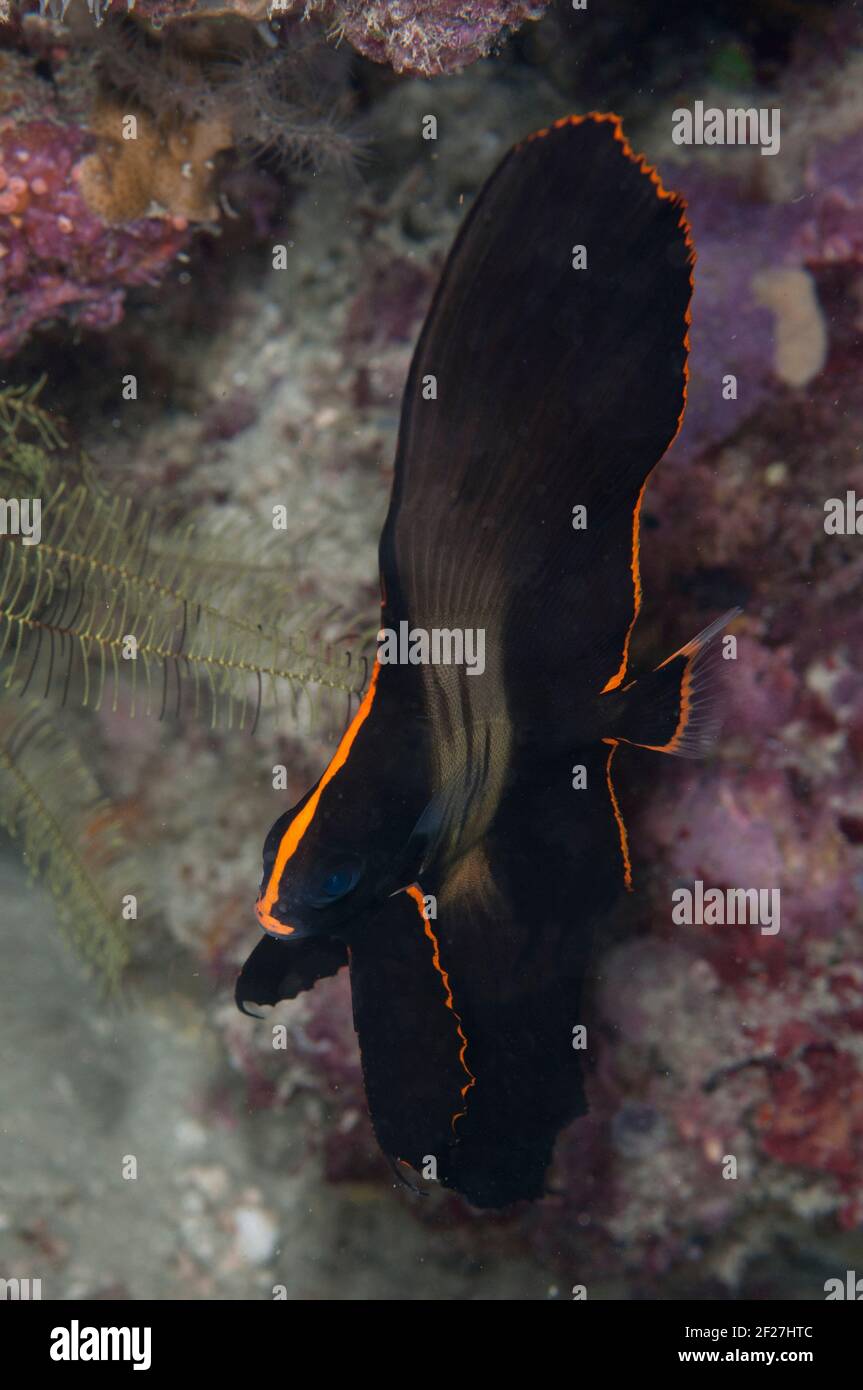 Juvenile Pinnate Spadefish, Platax pinnatus, night dive, Balbulol Island, Raja Ampat, West Papua, Indonesia Stock Photo
