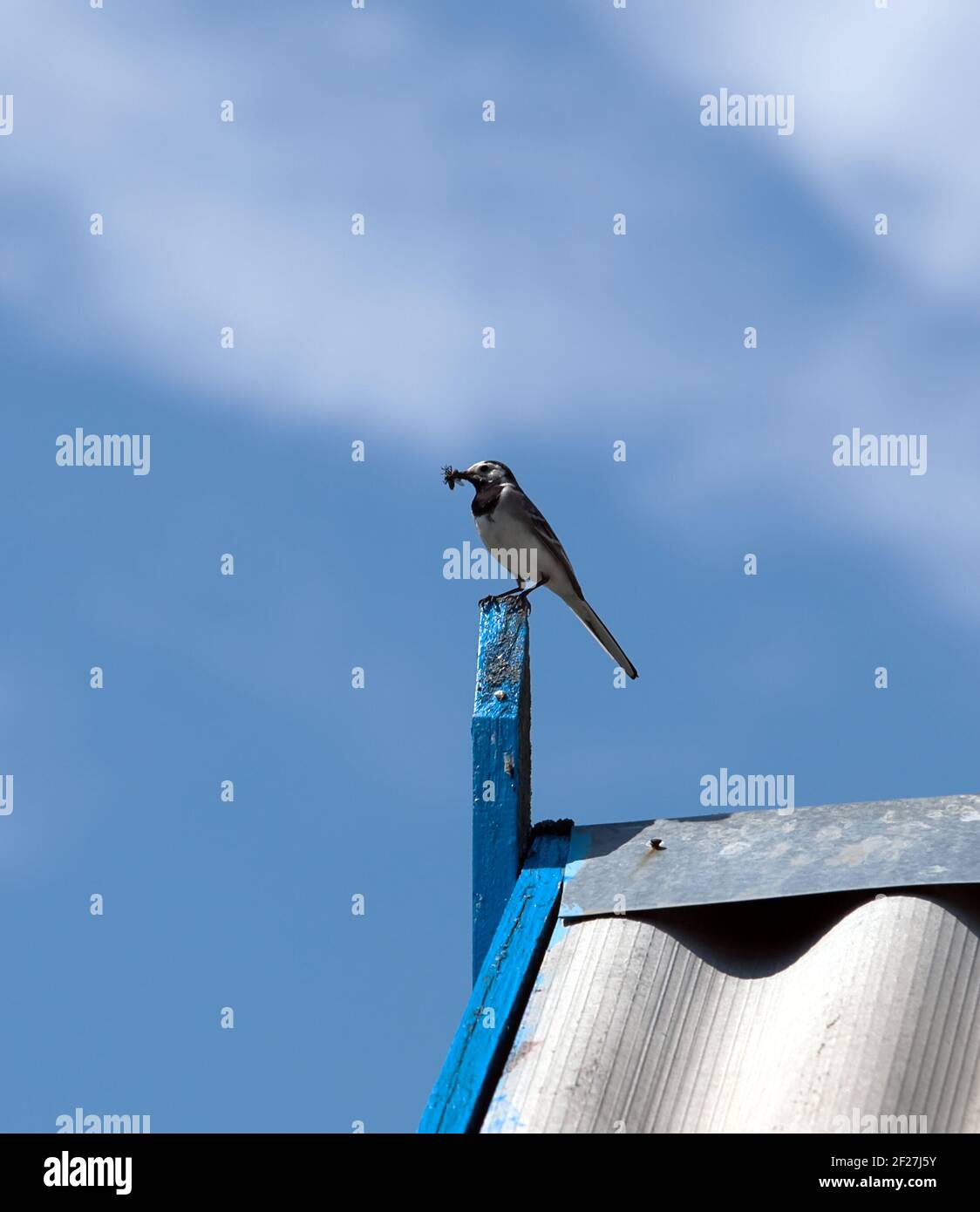 Wagtail on a roof with extraction for baby birds Stock Photo