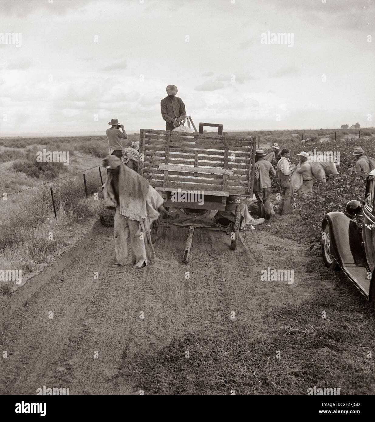 Kern County, California. Cotton pickers emptying sacks at eleven a.m. Stopped from further work for the day by rain. November 1938. Photograph by Dorothea Lange Stock Photo