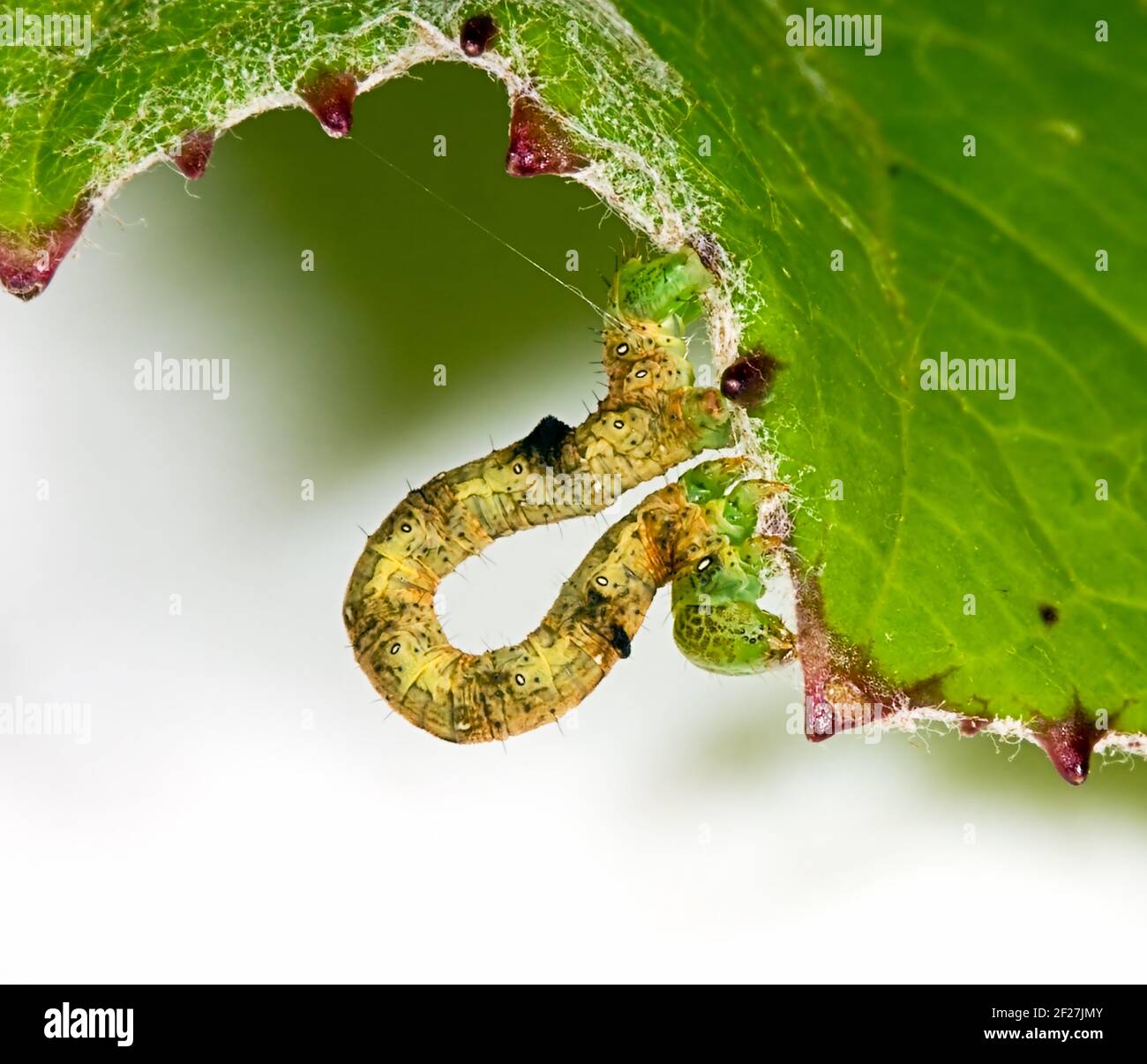 Green leaf damaged by caterpillars in summer to a garden Stock Photo ...
