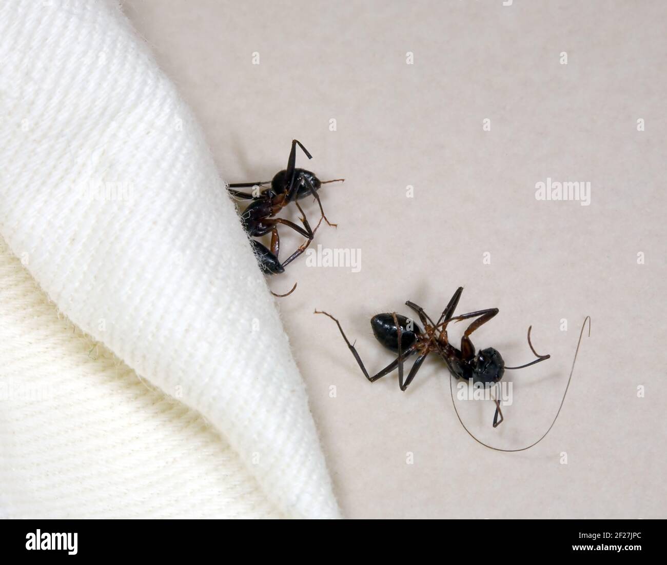Two dead ants Stock Photo Alamy