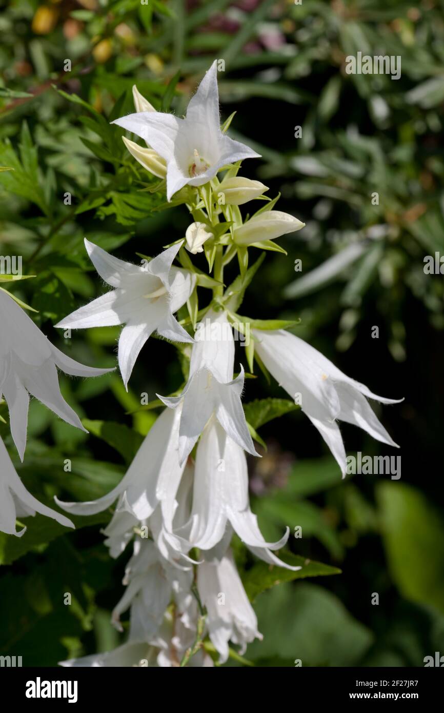 White Flower Campanula In The Garden Around Moscow Stock Photo Alamy white-flower-campanula-in-the-garden-around-moscow-stock-photo-alamy