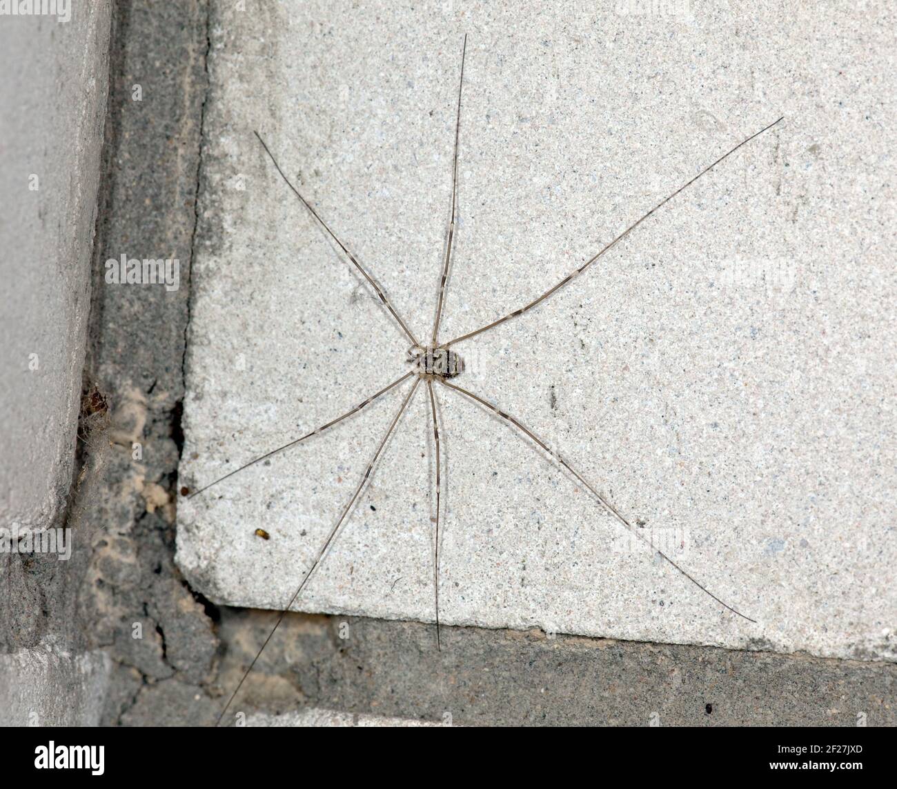 Spider long-legs sitting on a concrete wall Stock Photo