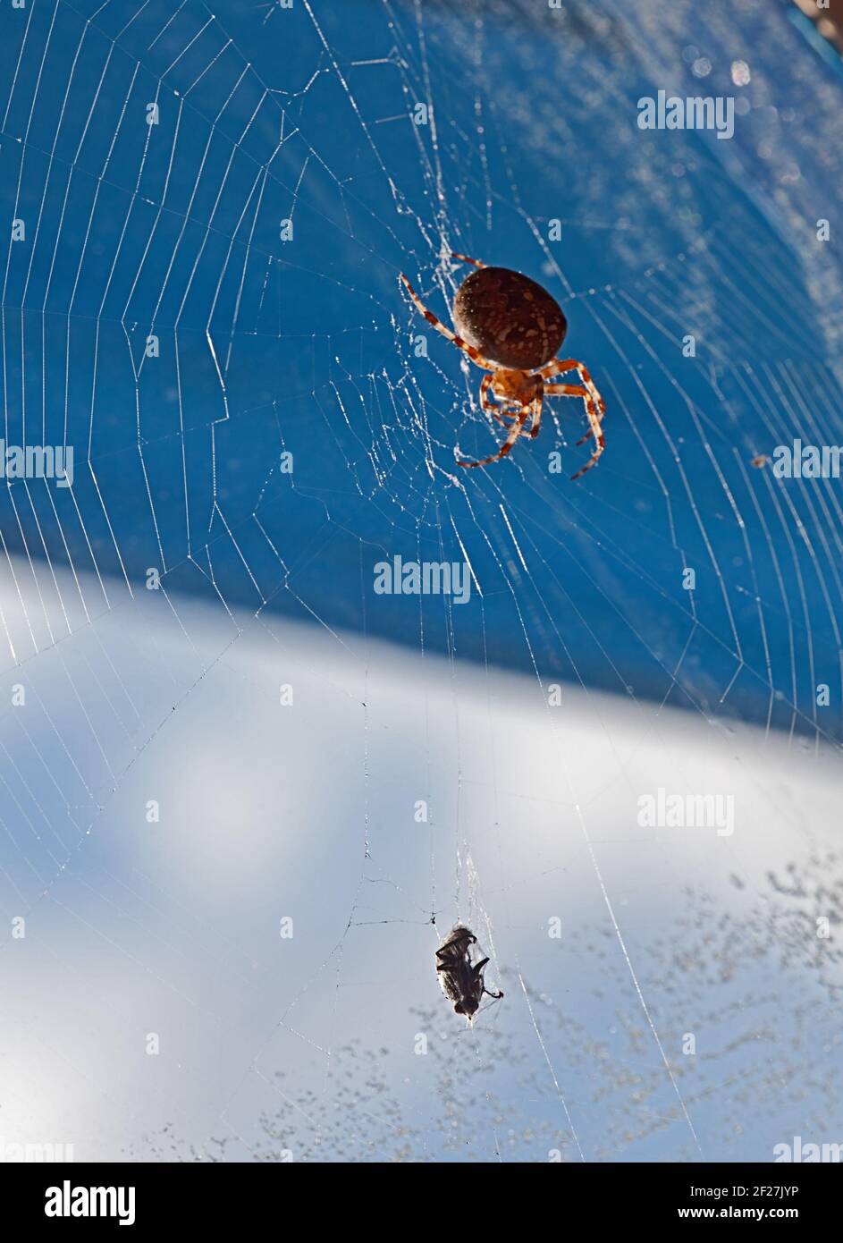The spider has caught a fly Stock Photo - Alamy