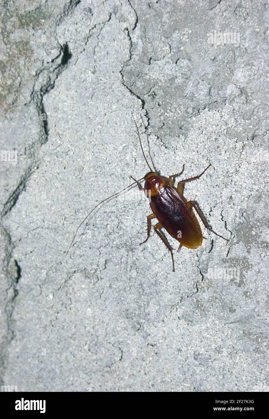 Cockroach Ð¾Ñ‚ concrete wall Stock Photo Alamy