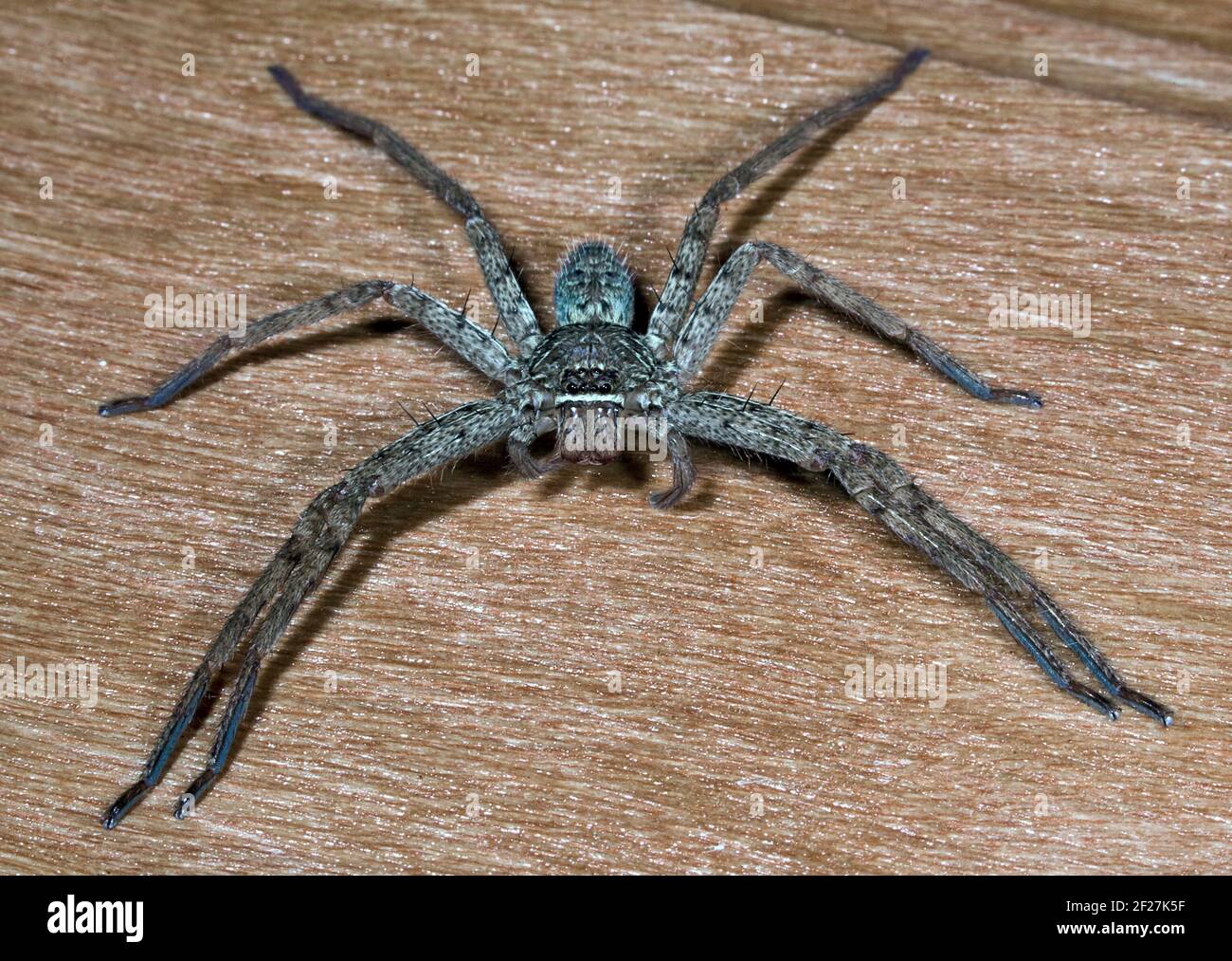 The big spider on a board Stock Photo