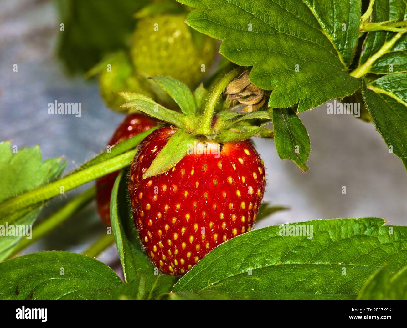 Red strawberry on a bed in the garden Stock Photo Alamy