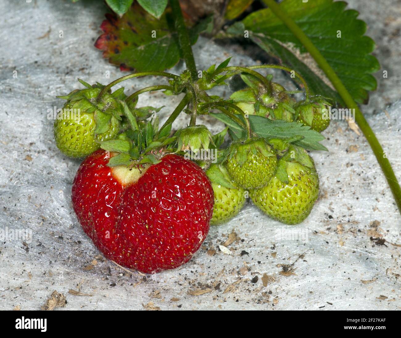 Red strawberry on a bed in the garden Stock Photo Alamy
