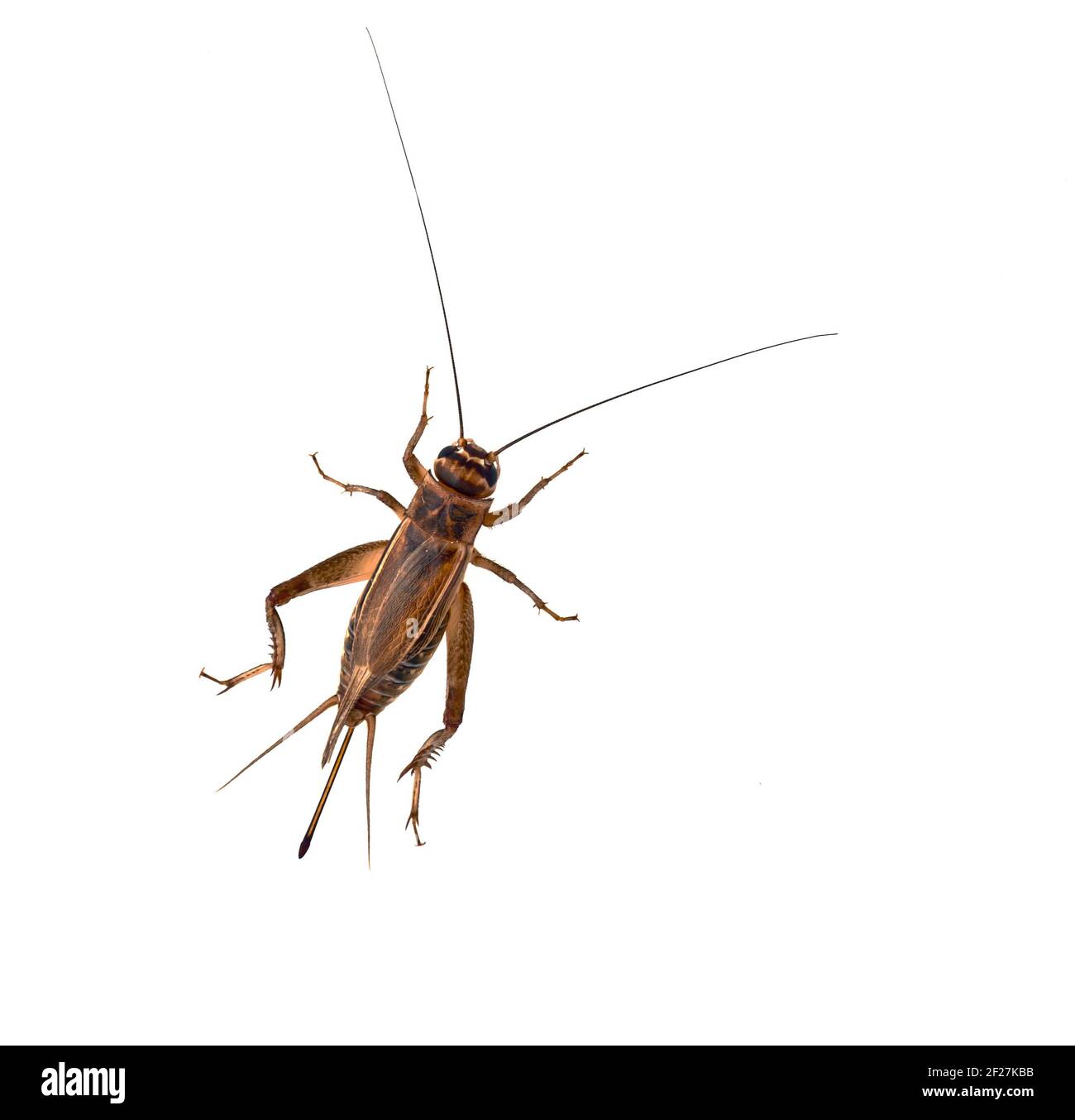 The house Cricket creeps on a white background Stock Photo