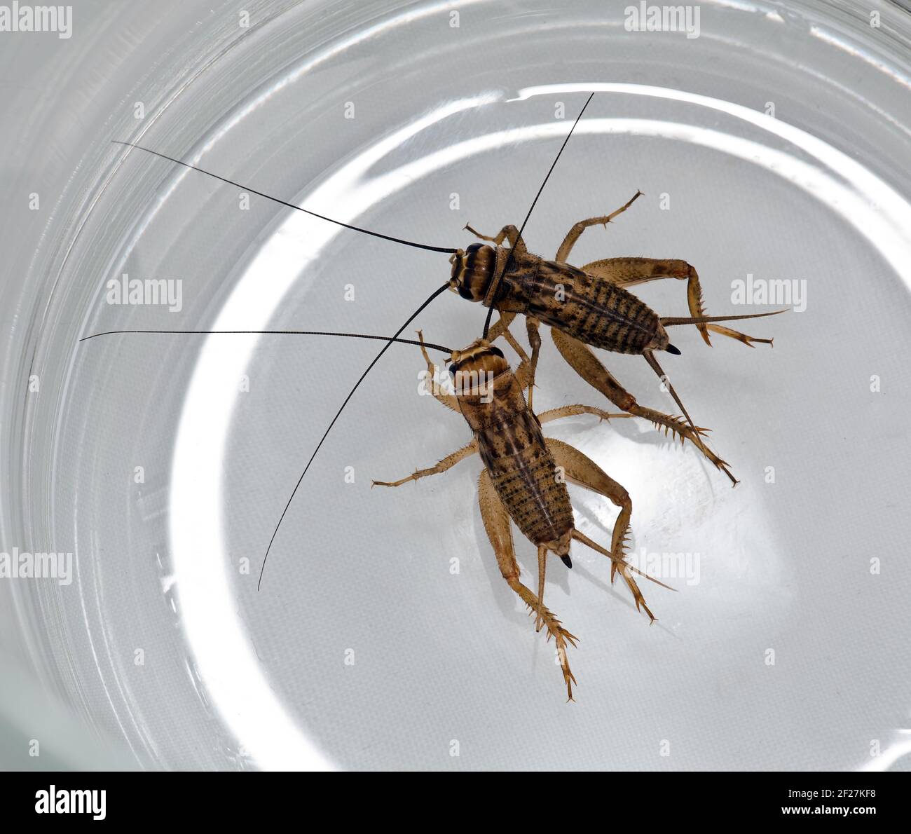 Two crickets creep in a glass mug Stock Photo