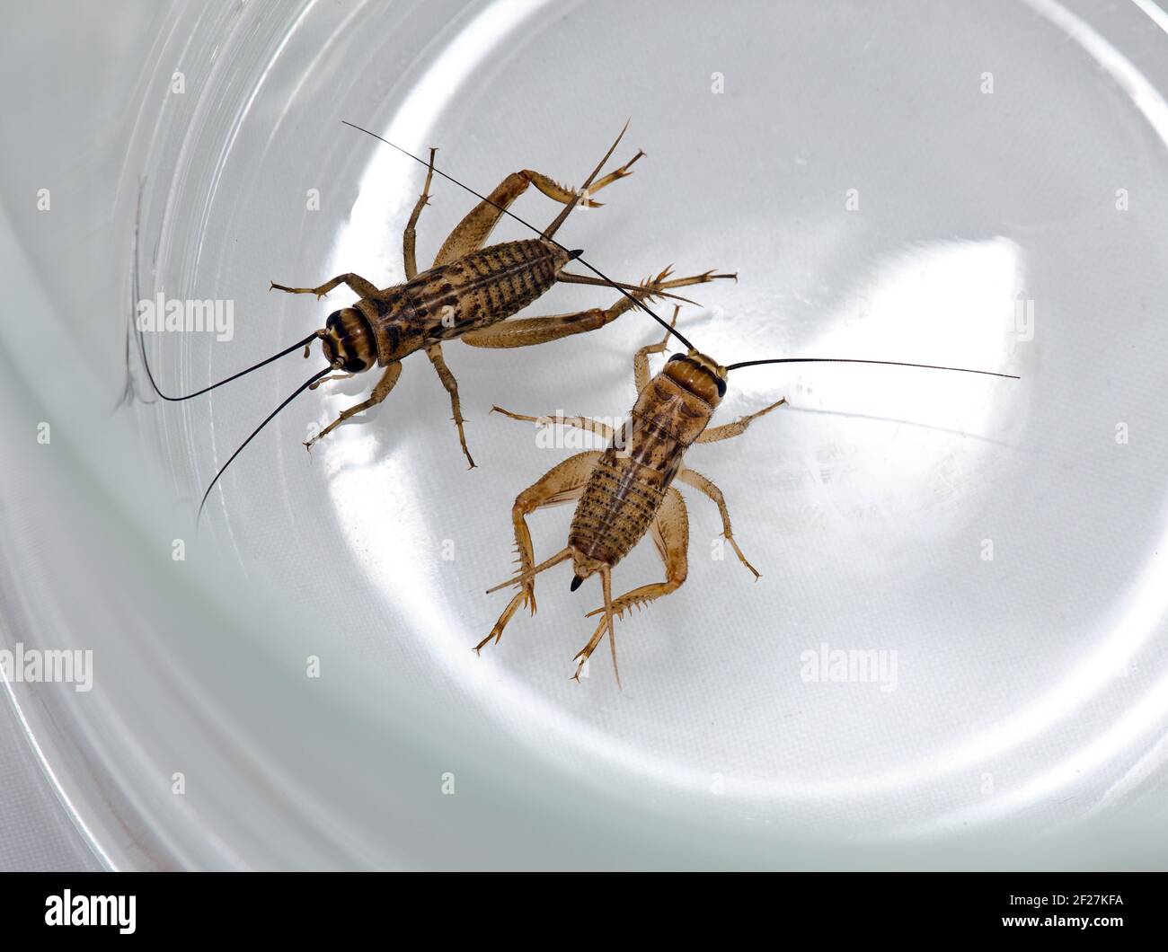 Two crickets creep in a glass mug Stock Photo