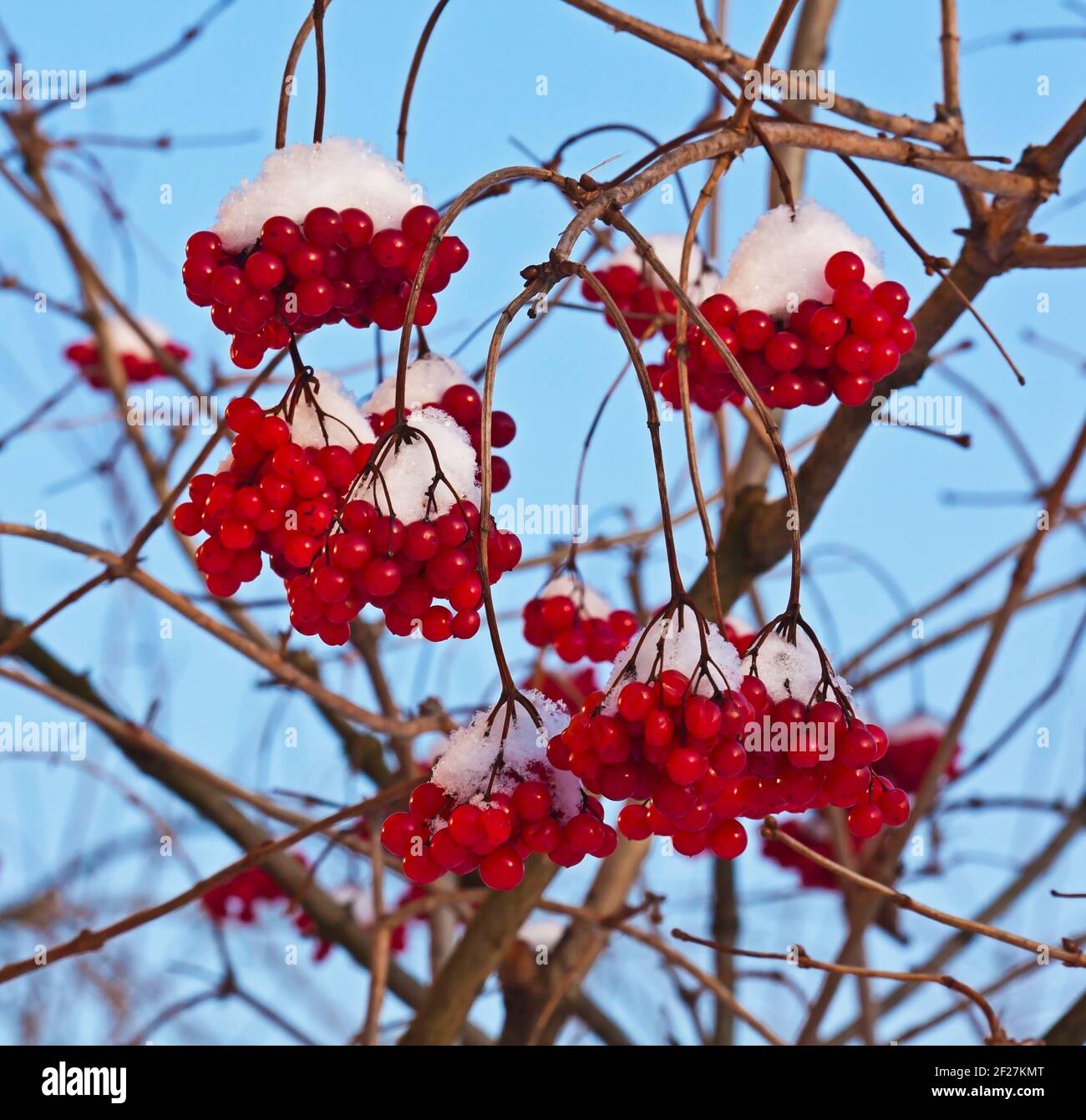 Red kalina hi-res stock photography and images - Alamy