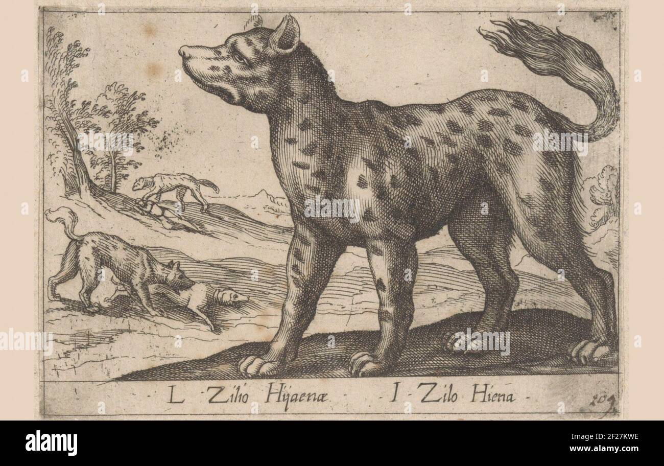 Hyena; L zilio hijeenae / i zilo hiena; Dien en fabelwezens; New collection of the counseling animals delivery. Hyena in the Landscape. In the Hyenas Background That Attack People. Stock Photo