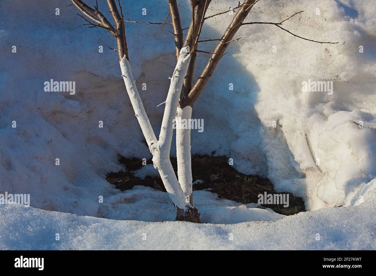 White garden trees early spring in the circle of snow Stock Photo - Alamy