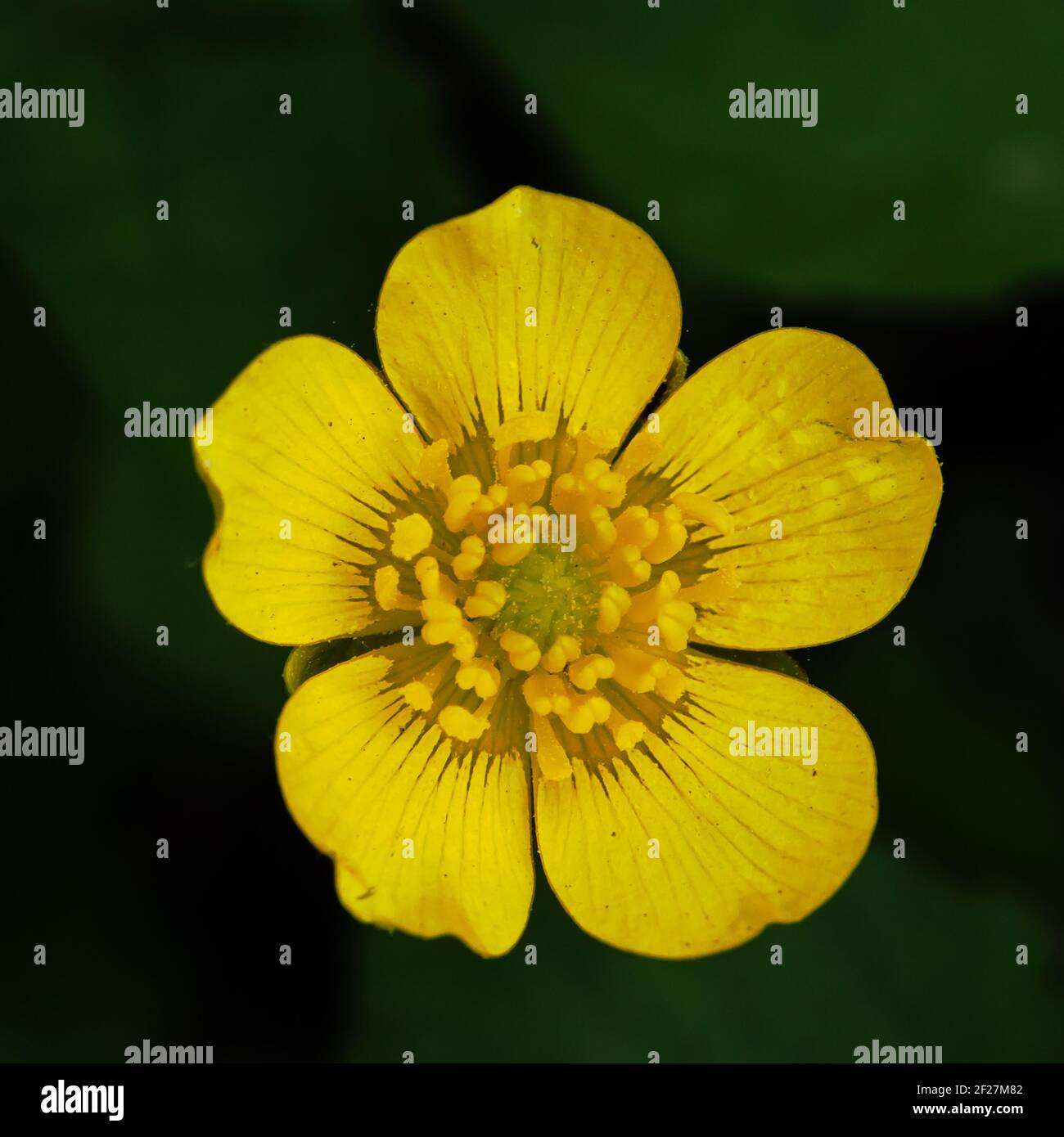 Yellow Buttercup flower Stock Photo Alamy