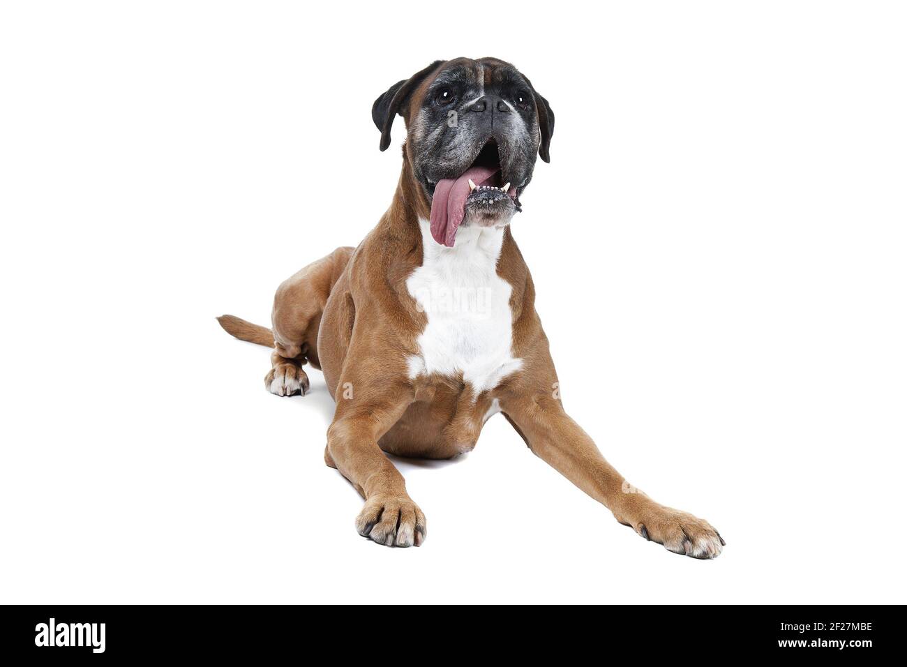White Boxer Stock Photo - Download Image Now - Boxer - Dog, Dog, Animal -  iStock