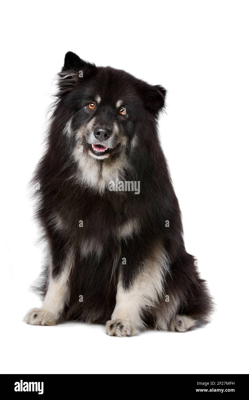 Finnish Lapphund in front of a white background Stock Photo - Alamy