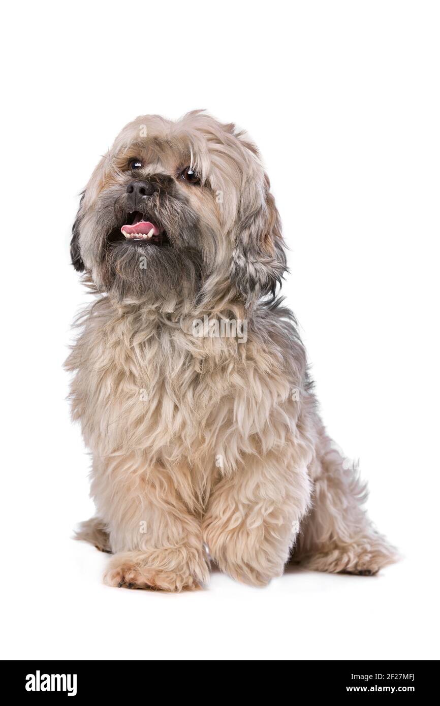 Mixed breed small fluffy dog Stock Photo