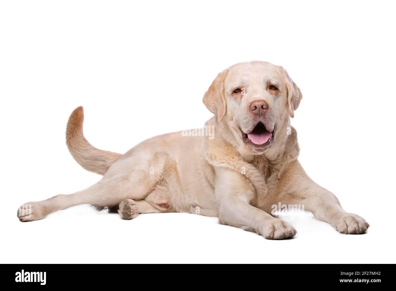 Niet modieus Vader Schatting Beige Labrador dog Stock Photo - Alamy