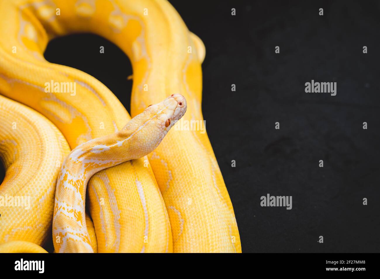 The yellow python is placed on the table during the reptile exhibition. Stock Photo