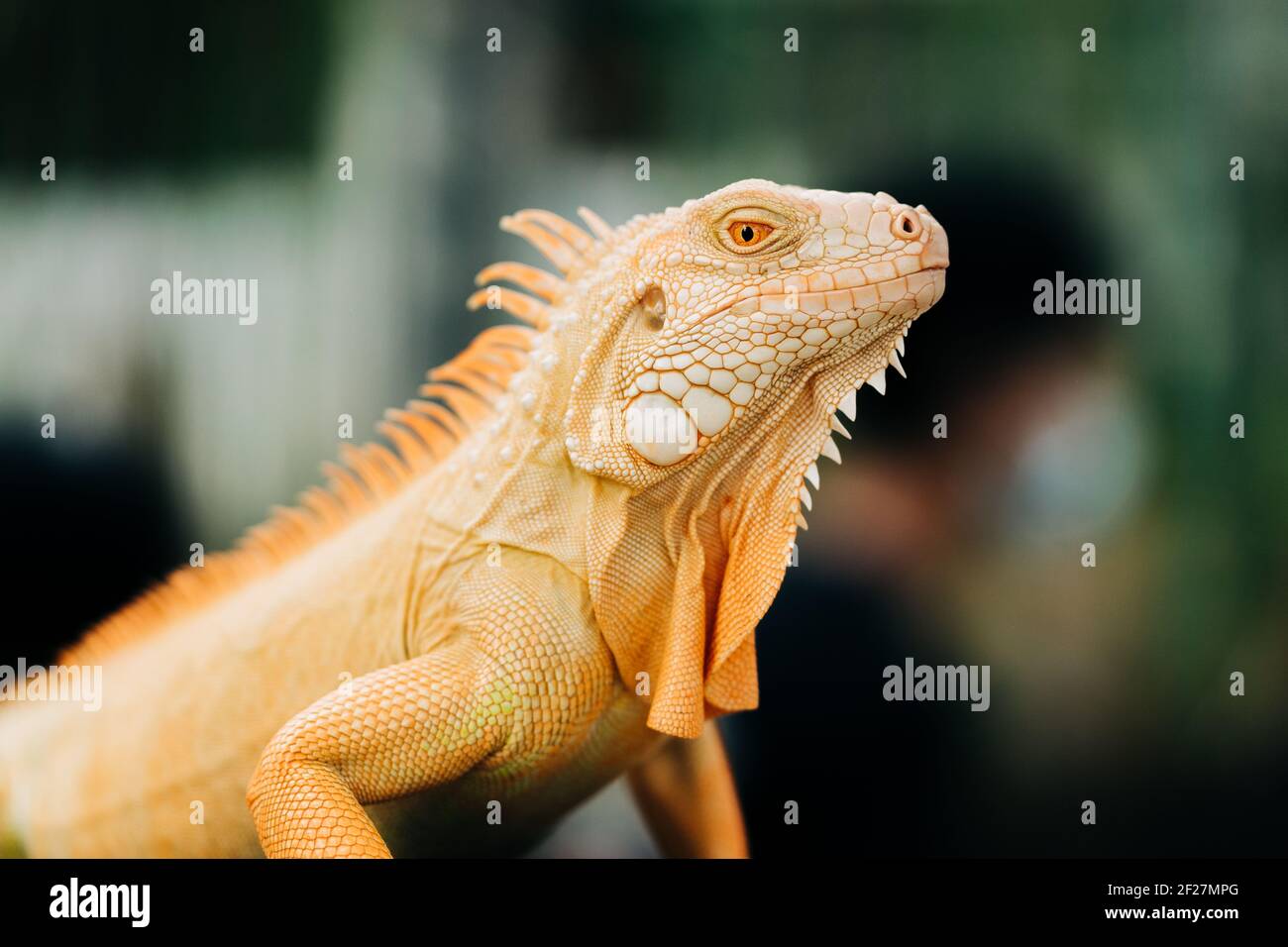 A yellow iguana settles in its place during the reptile exhibition. Stock Photo