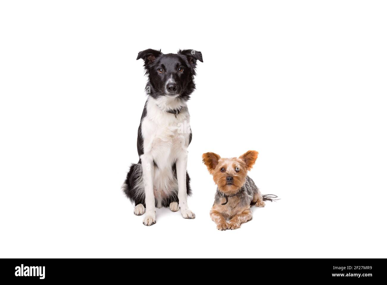 Small dog and big dog together hi-res stock photography and images - Alamy