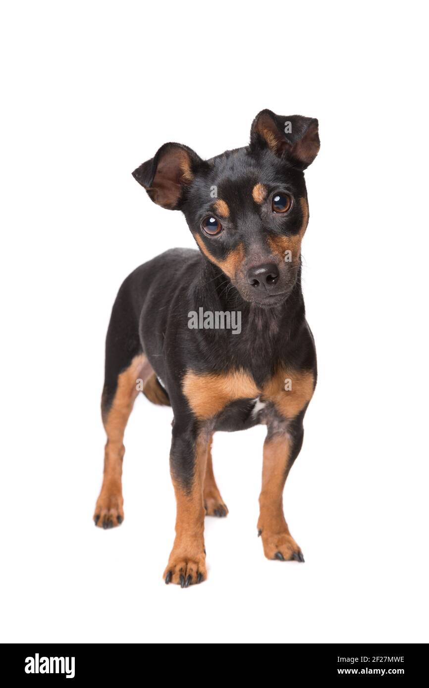 Black and tan jack russel terrier Stock Photo - Alamy
