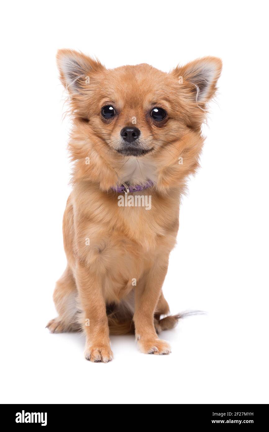 Brown long haired chihuahua hi-res stock photography and images - Alamy
