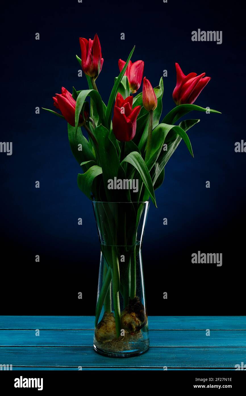 Tulips about to die over wood backgrounds Stock Photo