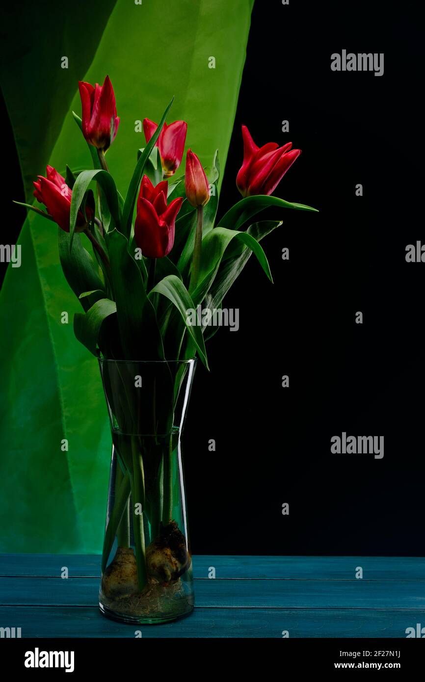 red tulips in a glass vase, transparent, contracting in a dark environment with studio lighting, lights and shadows. Stock Photo