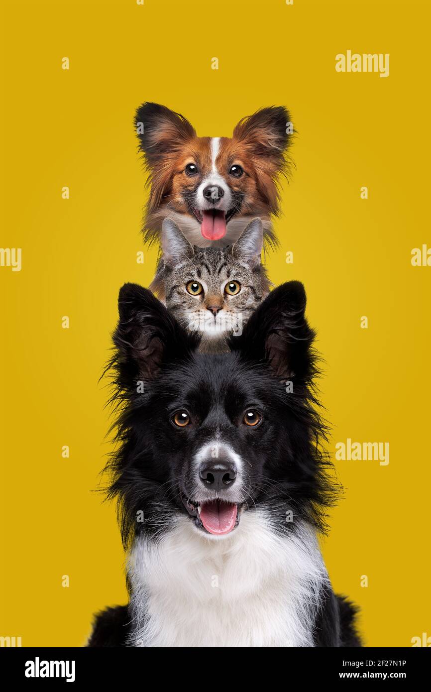 two dogs and one cat staring at camera in front of a yellow background Stock Photo