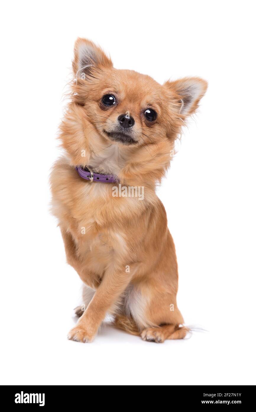 Brown long haired Chihuahua Stock Photo
