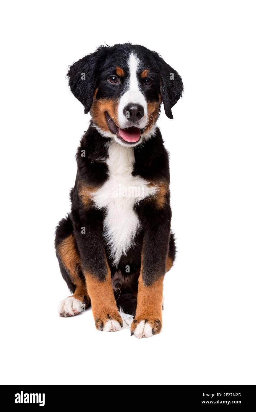 Bernese mountain dog puppy Stock Photo