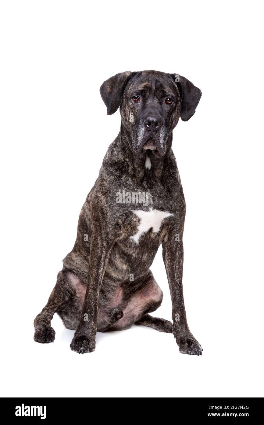 394 Fila Brasileiro Stock Photos - Free & Royalty-Free Stock