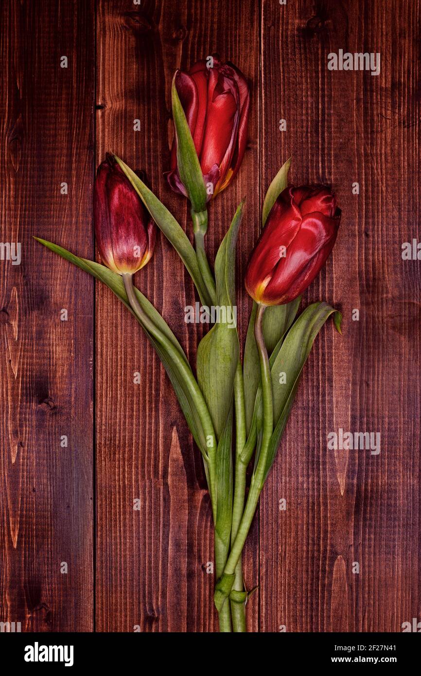 aged red tulips on equally old wooden background Stock Photo