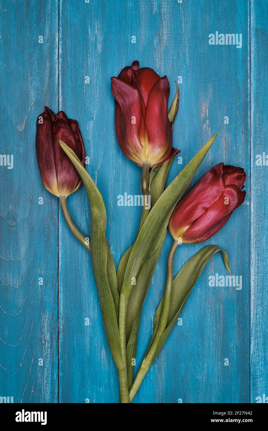 aged red tulips on equally old wooden background Stock Photo