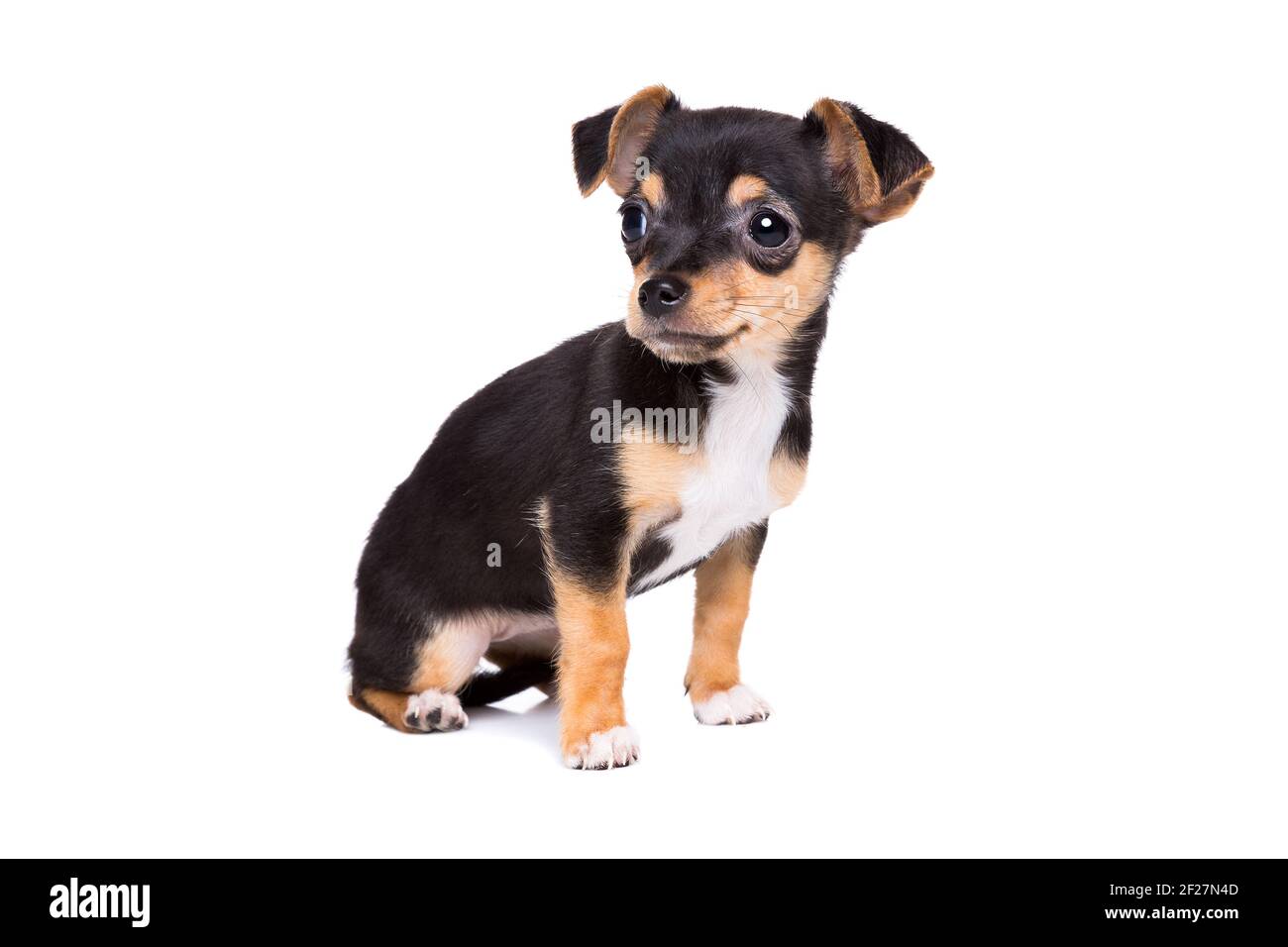 Short haired chihuahua puppy Stock Photo - Alamy