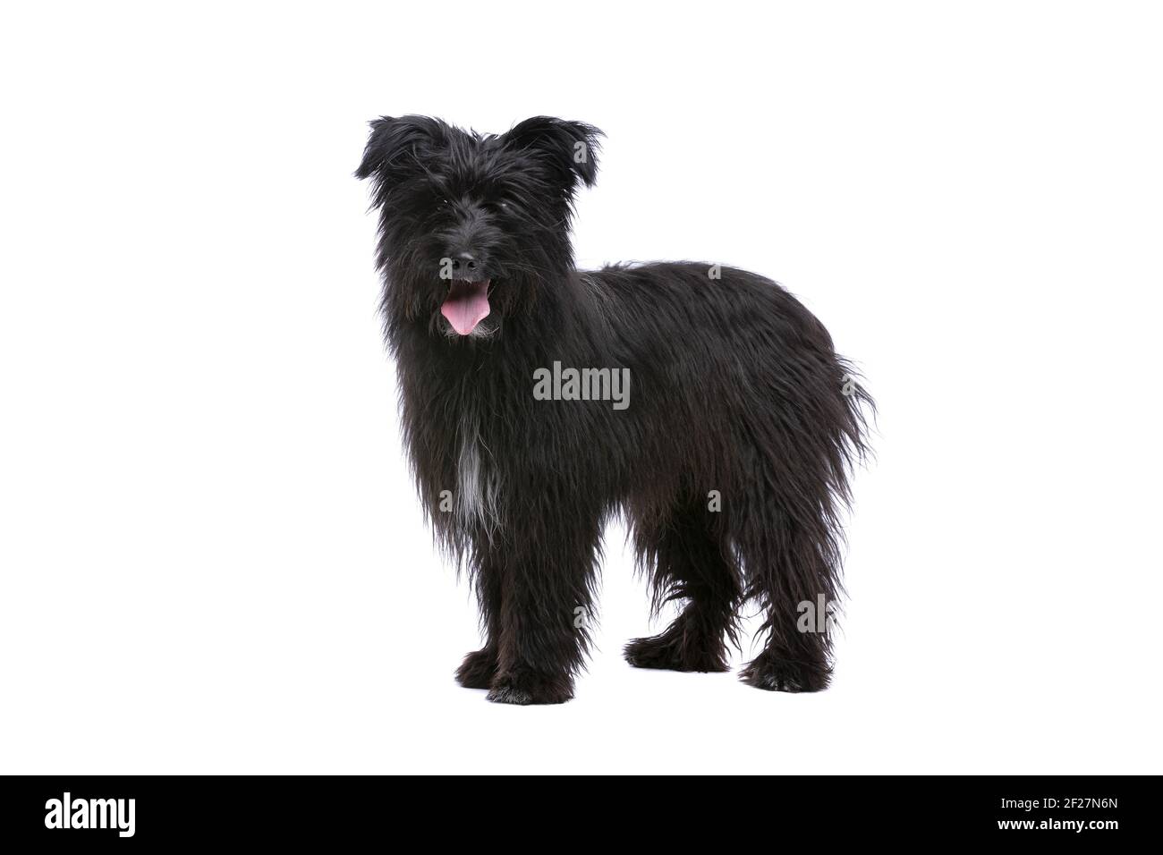 Black Pyrenean Shepherd Stock Photo - Alamy