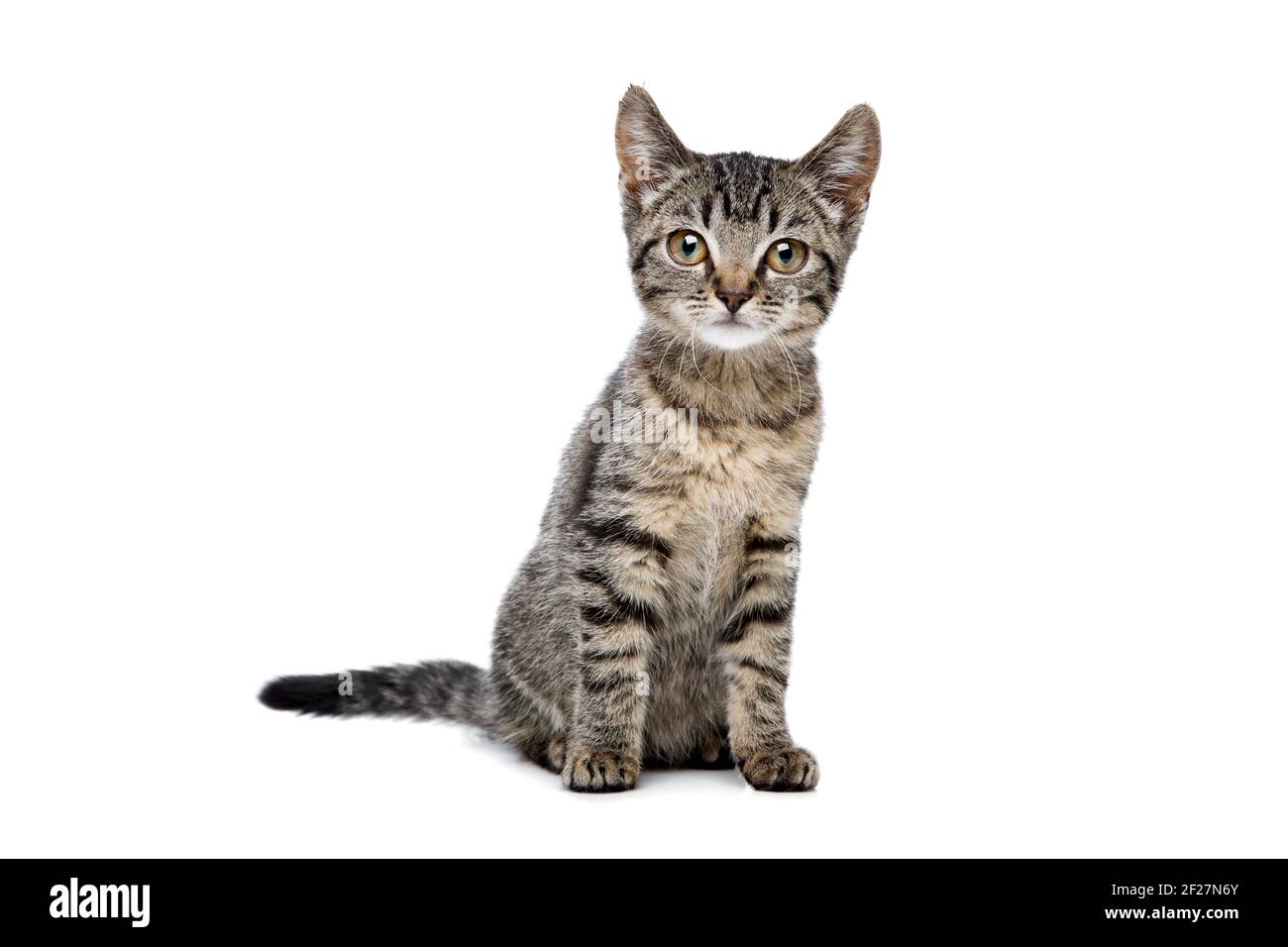 European shorthaired kitten Stock Photo