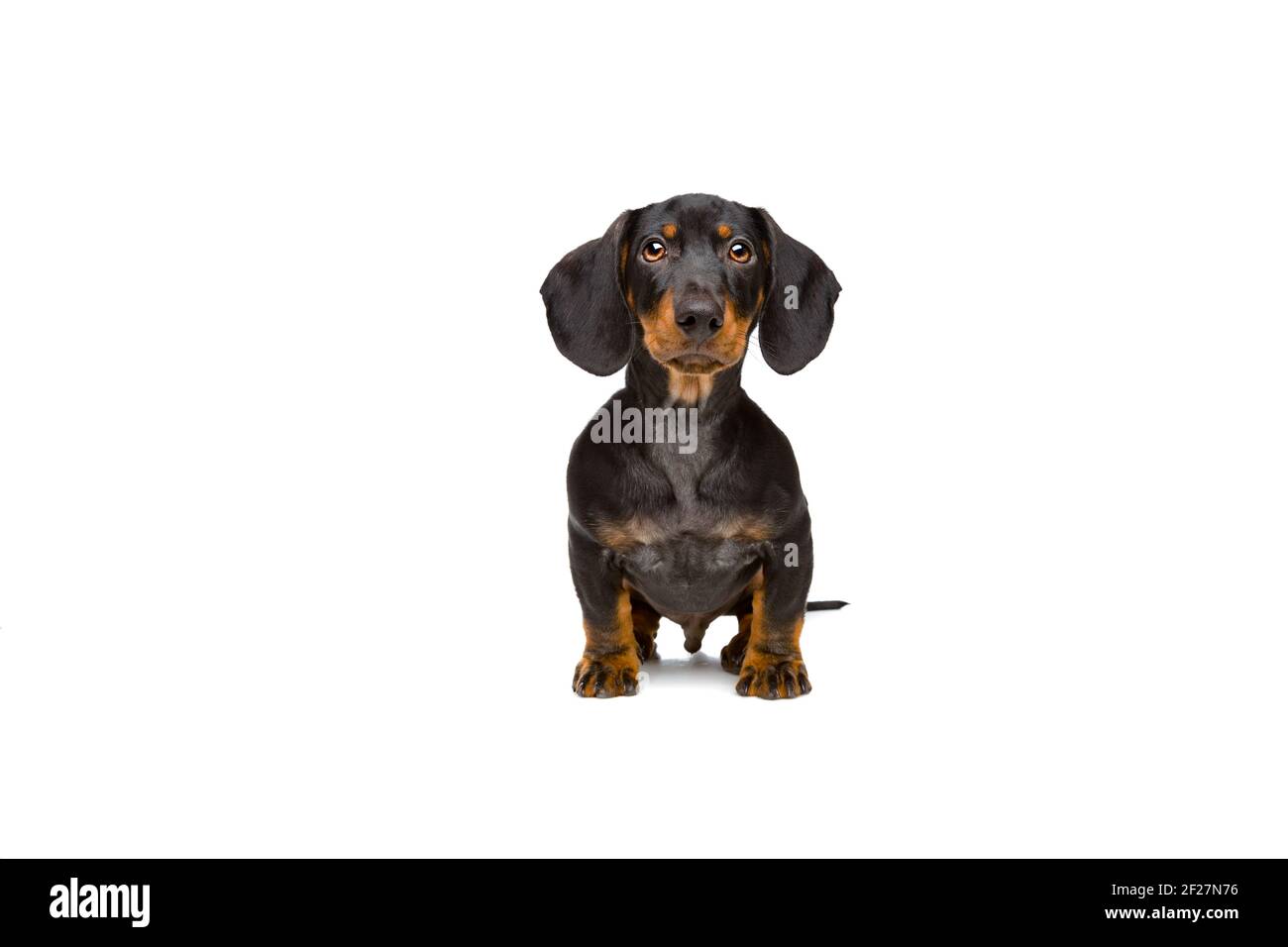Small young dachshund Stock Photo
