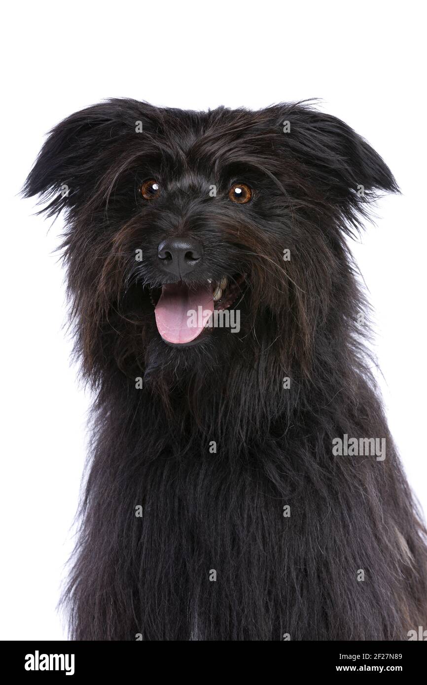 Black Pyrenean Shepherd Stock Photo - Alamy